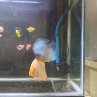 ماهی دیسکس زیبا|ماهی|تهران, کیانشهر|دیوار