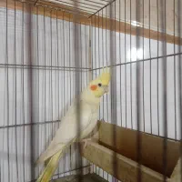 عروس هلندی نر‌‌‌‌ آماده بشرت