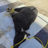 گوسفند قصاب