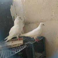 نر ماهرو جوون|پرنده|تهران, مهرآباد|دیوار