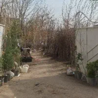 کاج نهال سوزنی نهالستان کاج کله قندی مشهدداخل خزان