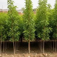 آخرین شانس خرید نهال بادام ممتاز با تخفیف استثنایی|گل و گیاه طبیعی|اهر, |دیوار