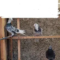 هما سرور|پرنده|چهاردانگه (تهران), |دیوار