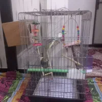 عروس هلندی نر وماده