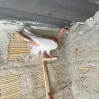 کفتر سرخ یهودی شهرستانی|پرنده|ری, دولت‌آباد|دیوار