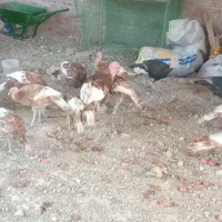 بوقلمون نر و ماده