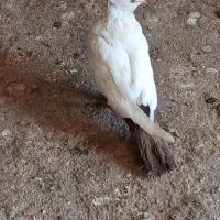 کبوتر