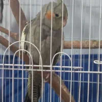 عروس هلندی گم شده