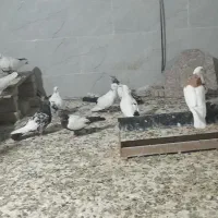 کبوتردمبی|پرنده|کارون, |دیوار