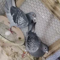 کبوتر پلاکی مسافتی