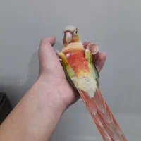 گرینچیک آناناسی سخنگو|پرنده|پاکدشت, پاکدشت (مامازند)|دیوار