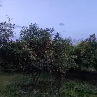 1400-متر-زمین-ساحلی-مشاور-رضا-حسینی