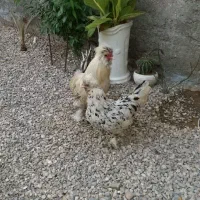 مرغ  و  خروس