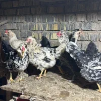 مرغ و جوجه گلین|حیوانات مزرعه|اصفهان, پرتمان|دیوار
