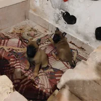 دوعددتوله مالینیوز|سگ|کرمان, |دیوار