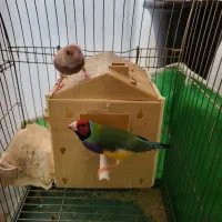 فنچ‌گلدین با تخم