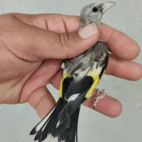 جوجه سهره نر دورگ سیبیل زده قیص کرمونی ۸۵۰|پرنده|شیراز, رکن‌آباد|دیوار