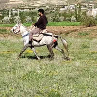 اسب نریان