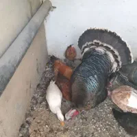 مرغ کردی|حیوانات مزرعه|بیلوار, |دیوار