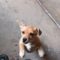 توله اشپیتزفقط ۱ملیون ودویست|سگ|دورود, |دیوار