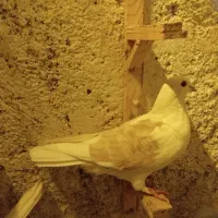 کبوتر ماده|پرنده|تربت جام, یحیی آباد|دیوار