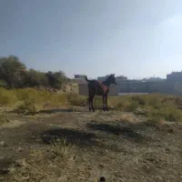 کره مادیان هشت ماهه نوه سیوان فیضی بوکان