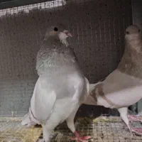 خرقه روس نقره ای|پرنده|اصفهان, عطار نیشابوری|دیوار