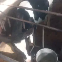 فروش گوساله قطع شیر و شیرخوار