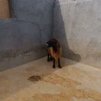 گوسفند