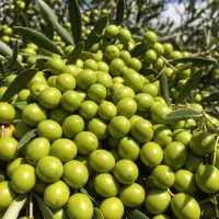 نهال زیتون با کیفیت بالا تخفیف ویژه به همراه هدیه