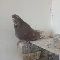 کبوتر سرور|پرنده|هریس, |دیوار