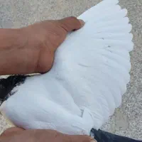 حیوان|پرنده|زرند, |دیوار