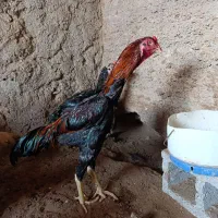 مرغ خروس فروشی جفت|حیوانات مزرعه|مهران (هرمزگان), |دیوار