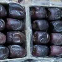 فروش خرما