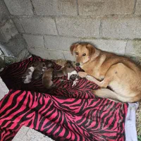 واگذاری رایگان