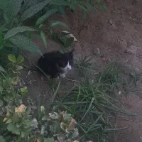 واگذاری رایگان  دو بچه گربه