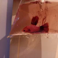 فایتر مولد|ماهی|سلماس, |دیوار