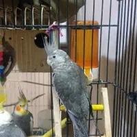 چهار جفت عروس هلندی جوون و بالغ و نطفه دار|پرنده|قشم, |دیوار