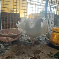 کفتر دم چتری با گنجه دوطبقه|پرنده|تهران, یاخجی آباد|دیوار