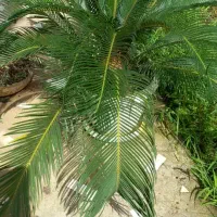 فروش سیکاس