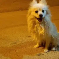 سگ پامر|سگ|زارچ, |دیوار
