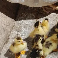 جوجه اردک اسرائیلی