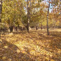 فروش زمین در لواسان کوچک روستایی کند|فروش زمین و ملک کلنگی|لواسان, |دیوار