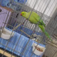 طوطی ملنگو