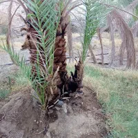 فسیل پیارم|گل و گیاه طبیعی|حاجی آباد, |دیوار