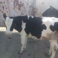 گوساله|حیوانات مزرعه|رضویه, |دیوار