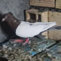 کبوتر|پرنده|باغ بهادران, |دیوار