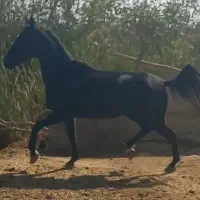 اسب مادیان عرب مشکی