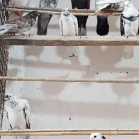 کبوتر پرشی|پرنده|کوهدشت, |دیوار