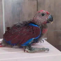 اکلکتوس ماده سرلاکی کاسکو